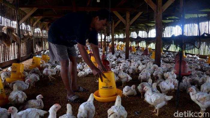Peringatan Keras buat Peternak Jual Ayam di Bawah HPP Rp 18.000