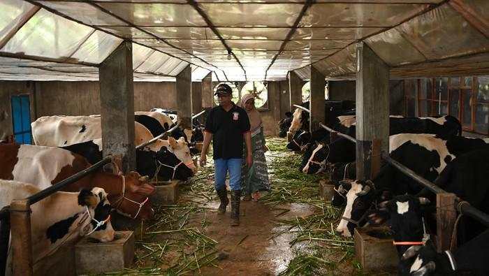 Alasan Impor Sapi Hidup Tak Lagi Dibatasi