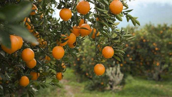 Kena Getok Tarif Trump 50%, Petani Jeruk Brasil Terancam Bangkrut Massal