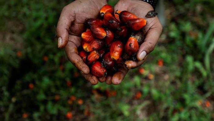 Harga Referensi CPO Naik Jadi US$ 910,9/MT