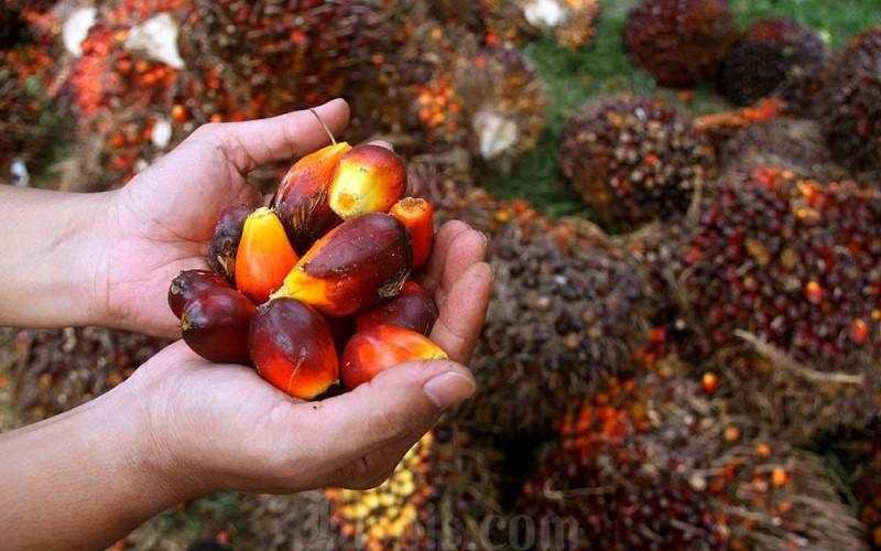 Harga CPO Naik, Laba Cisadane (CSRA) Terkerek 113 Persen di Semester I-2025