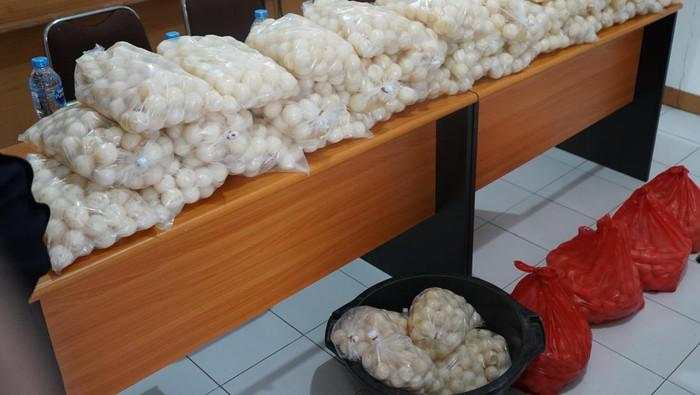 Penyelundupan 5.400 Telur Penyu Berhasil Digagalkan