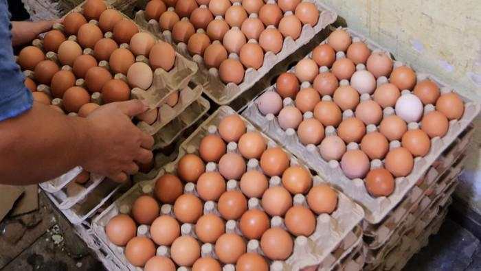 Telur RI Tembus Pasar Dubai!
