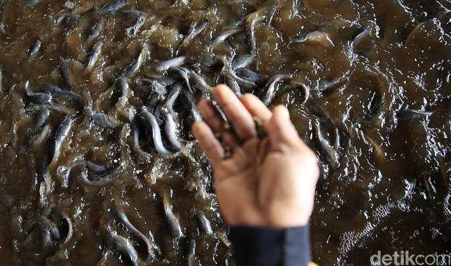 Rahasia Budidaya Lele di Terpal: Modal Kecil, Panen 3 Bulan, Bebas Bau!