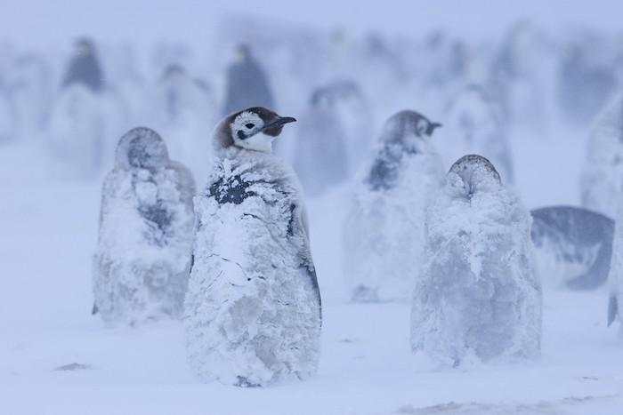 Siapa Sangka, Kotoran Penguin Selamatkan Iklim di Antartika