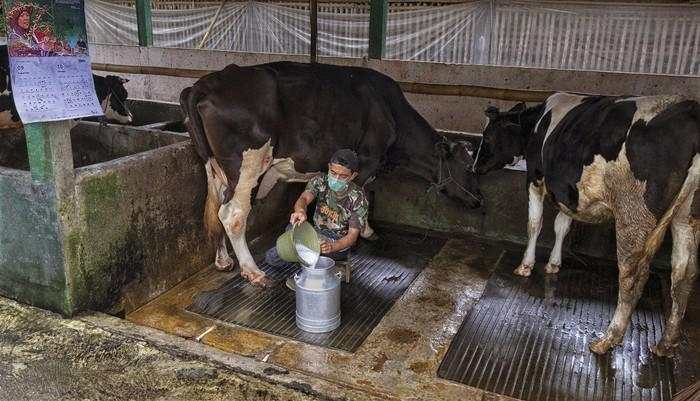 Dimodali BRI, Klaster Susu Ponorogo Berhasil Tingkatkan Produksi