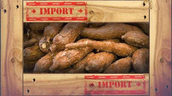 Impor Singkong -Tapioka Mau Dipajaki Agar Petani Tak Merana