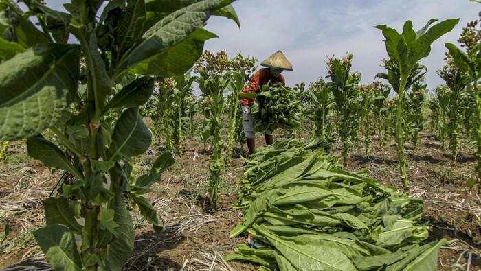 Petani Tembakau Teriak, Panen Terancam Anjlok
