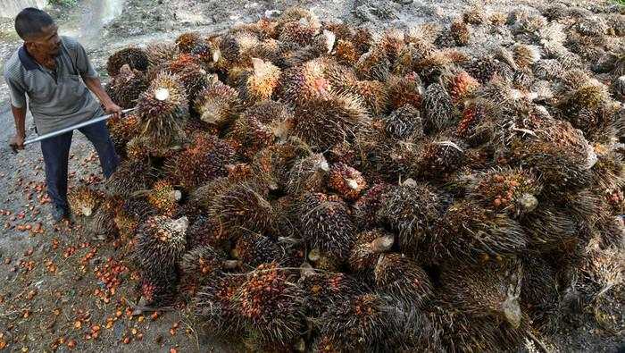 Harga Referensi CPO Juli Terbang Tinggi