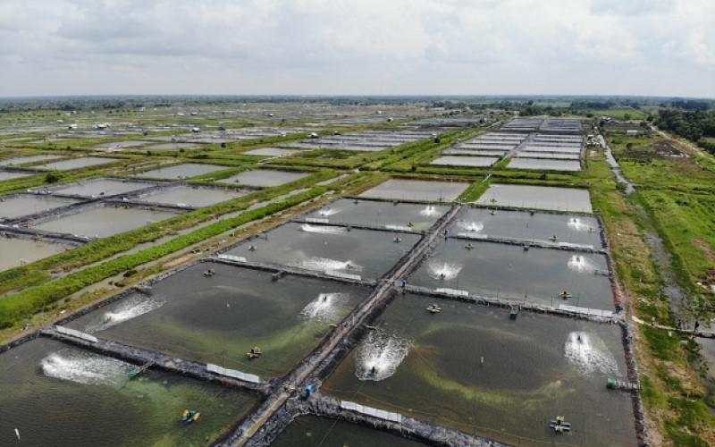 Dongkrak Produksi, CP Prima (CPRO) Siapkan Belanja Modal Rp200 Miliar di 2025