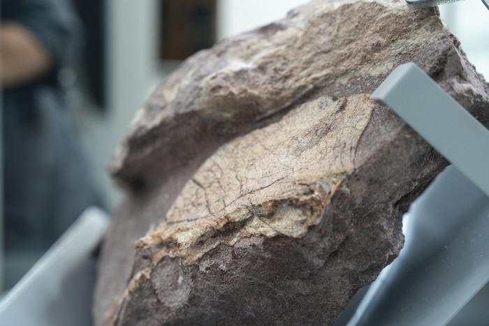 Hujan Deras Malah Ungkap Fosil Dinosaurus Tertua Sampai Jutaan Tahun