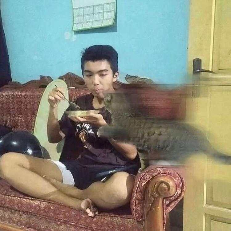 Aksi Kocak Para Kucing yang Bikin Nyengir, Gemasnya!