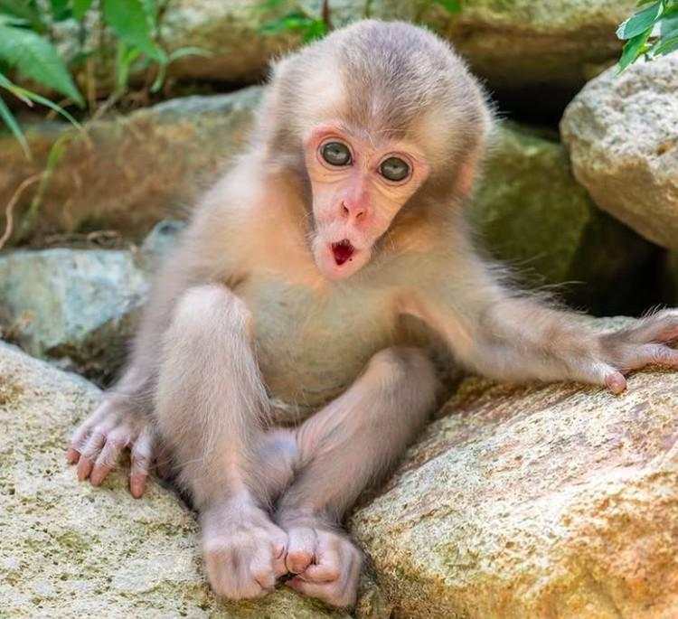 Fakta Unik Bayi-bayi Hewan yang Mungkin Kamu Belum Tahu