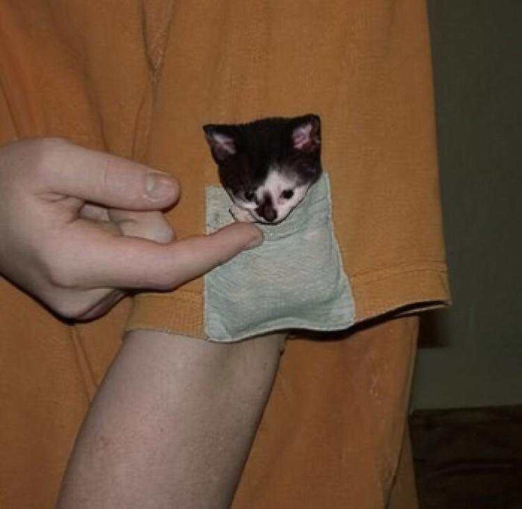 Aksi Kocak Para Kucing yang Bikin Nyengir, Gemasnya!
