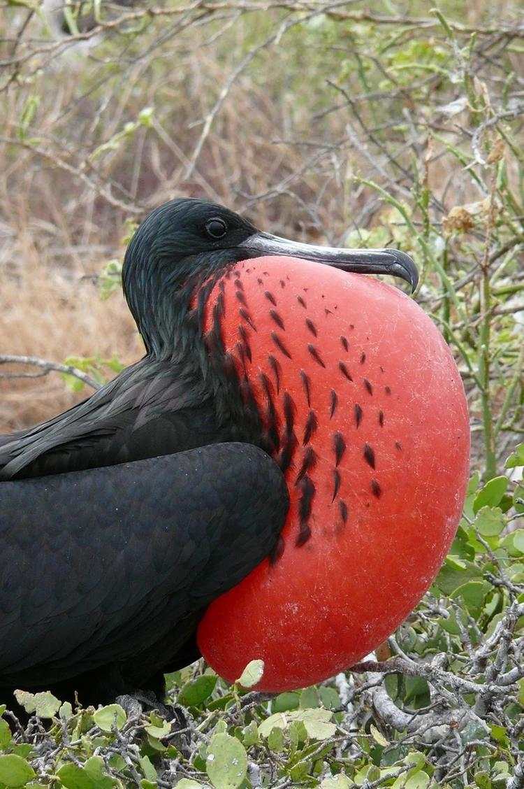 10 Burung Aneh yang Tampangnya Lebih Mirip Alien Ketimbang Hewan