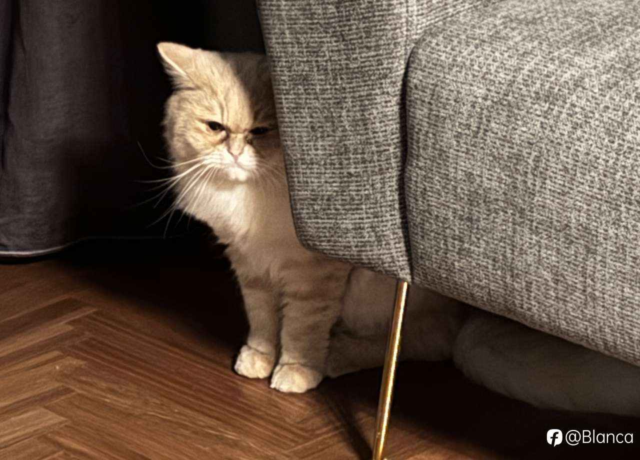 分享我的小猫咪TomTom
