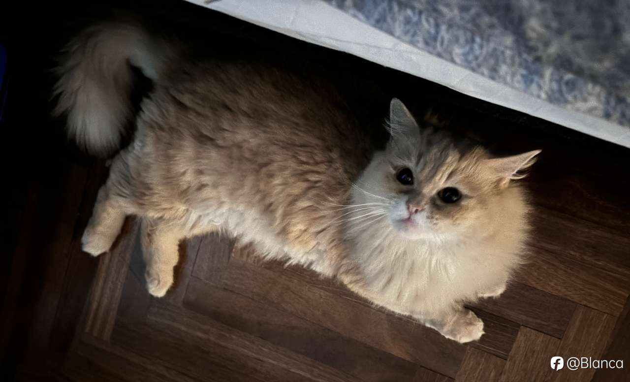 分享我的小猫咪TomTom