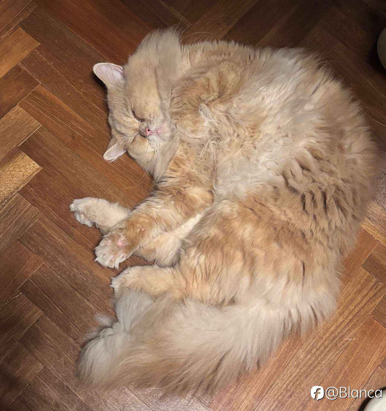分享我的小猫咪TomTom
