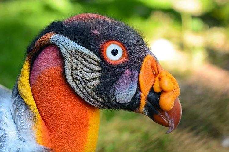 10 Burung Aneh yang Tampangnya Lebih Mirip Alien Ketimbang Hewan