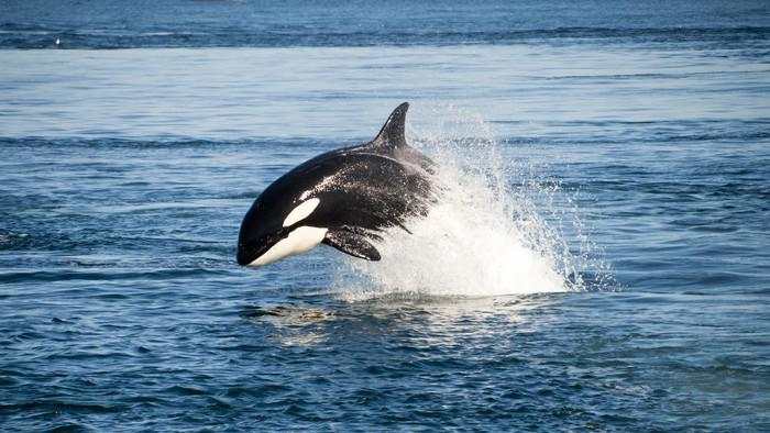 Viral Video Orca Bunuh Pelatih Jessica Radcliffe, Ini Faktanya