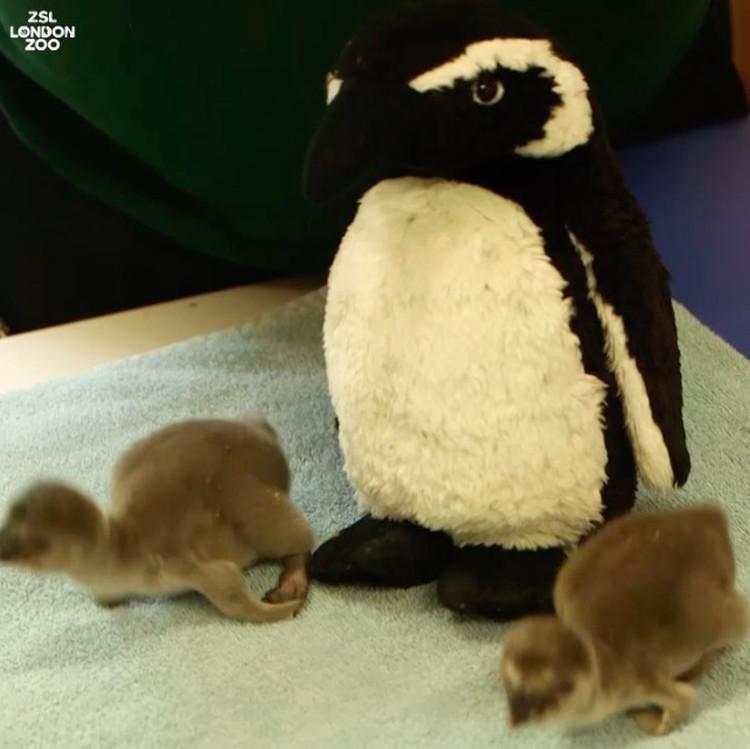 Bayi-bayi Hewan yang Tidak Mirip dengan Induknya