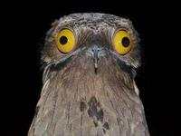 10 Burung Aneh yang Tampangnya Lebih Mirip Alien Ketimbang Hewan