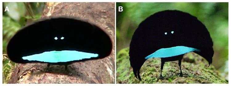 10 Burung Aneh yang Tampangnya Lebih Mirip Alien Ketimbang Hewan