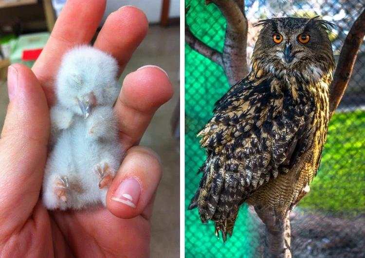 Bayi-bayi Hewan yang Tidak Mirip dengan Induknya