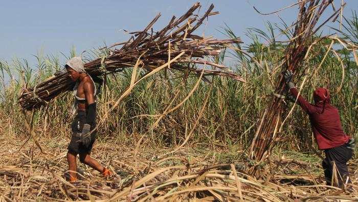 Harga Gula Terjun Bebas, 100 Ribu Ton Tak Laku