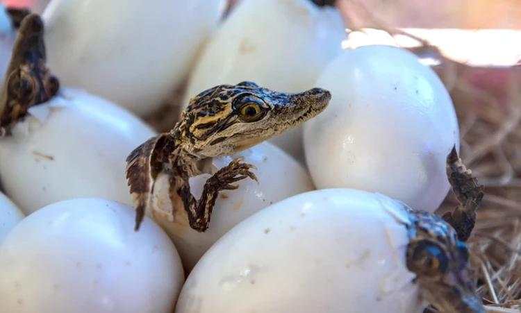 Fakta Unik Bayi-bayi Hewan yang Mungkin Kamu Belum Tahu