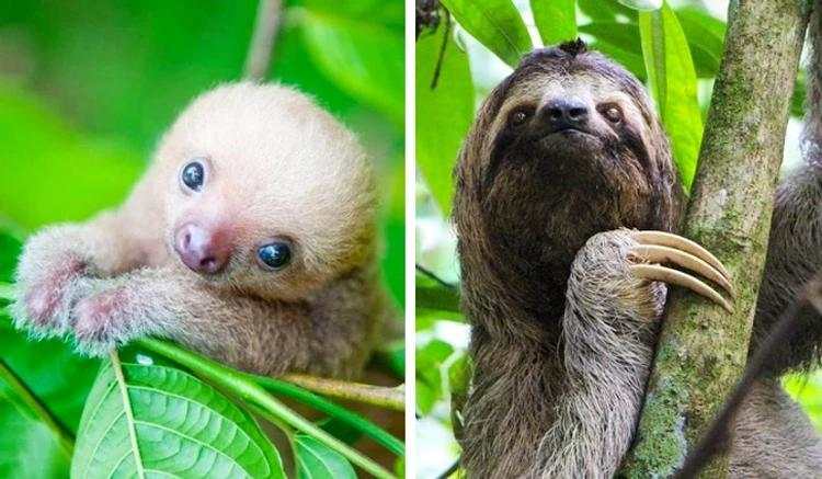 Bayi-bayi Hewan yang Tidak Mirip dengan Induknya