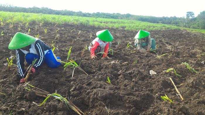 Pertamina Bina UMKM DDistillers, Ubah Lahan Kritis Jadi Lapangan Kerja