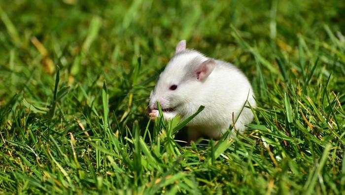 Ilmuwan China Transplantasi Sel Otak Manusia ke Tikus, untuk Apa?