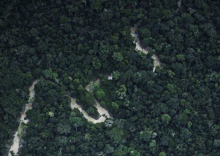 Ilmuwan Cemas Hutan Amazon Berubah Total Tak Lama Lagi