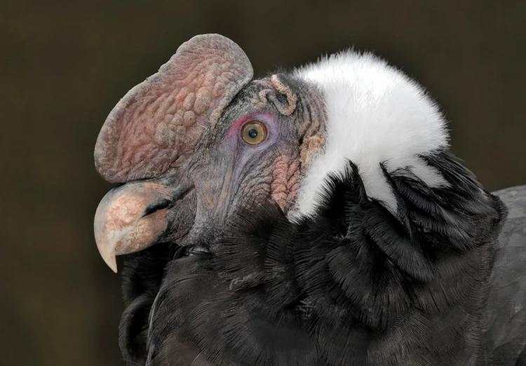 10 Burung Aneh yang Tampangnya Lebih Mirip Alien Ketimbang Hewan