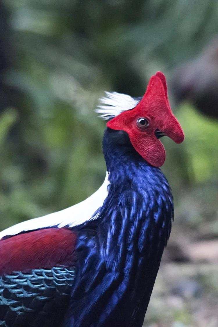 10 Burung Aneh yang Tampangnya Lebih Mirip Alien Ketimbang Hewan