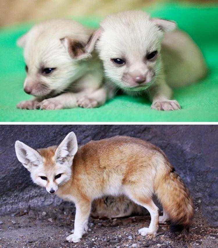 Bayi-bayi Hewan yang Tidak Mirip dengan Induknya