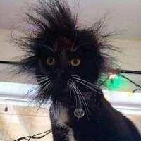 Aksi Kocak Para Kucing yang Bikin Nyengir, Gemasnya!