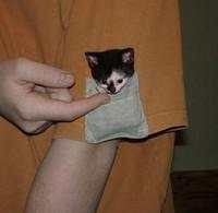 Aksi Kocak Para Kucing yang Bikin Nyengir, Gemasnya!