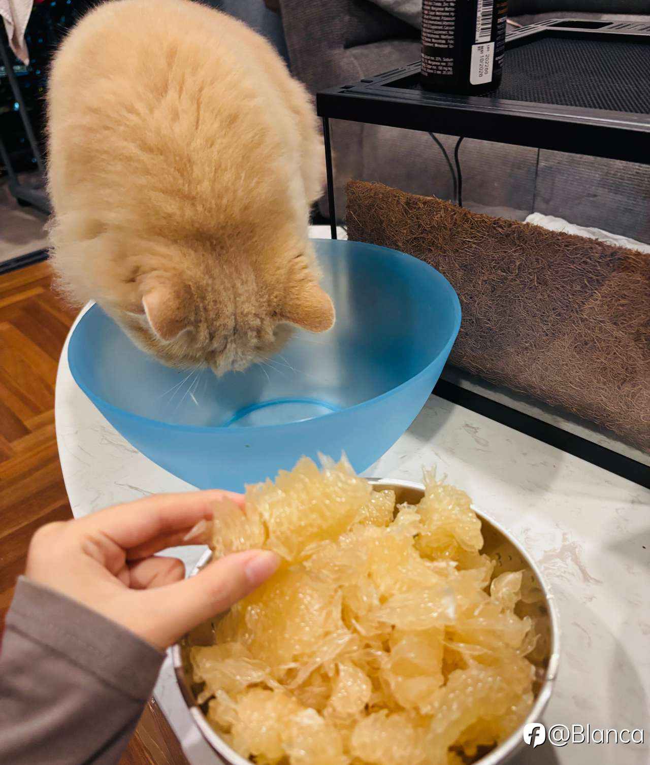 分享我的小猫咪TomTom