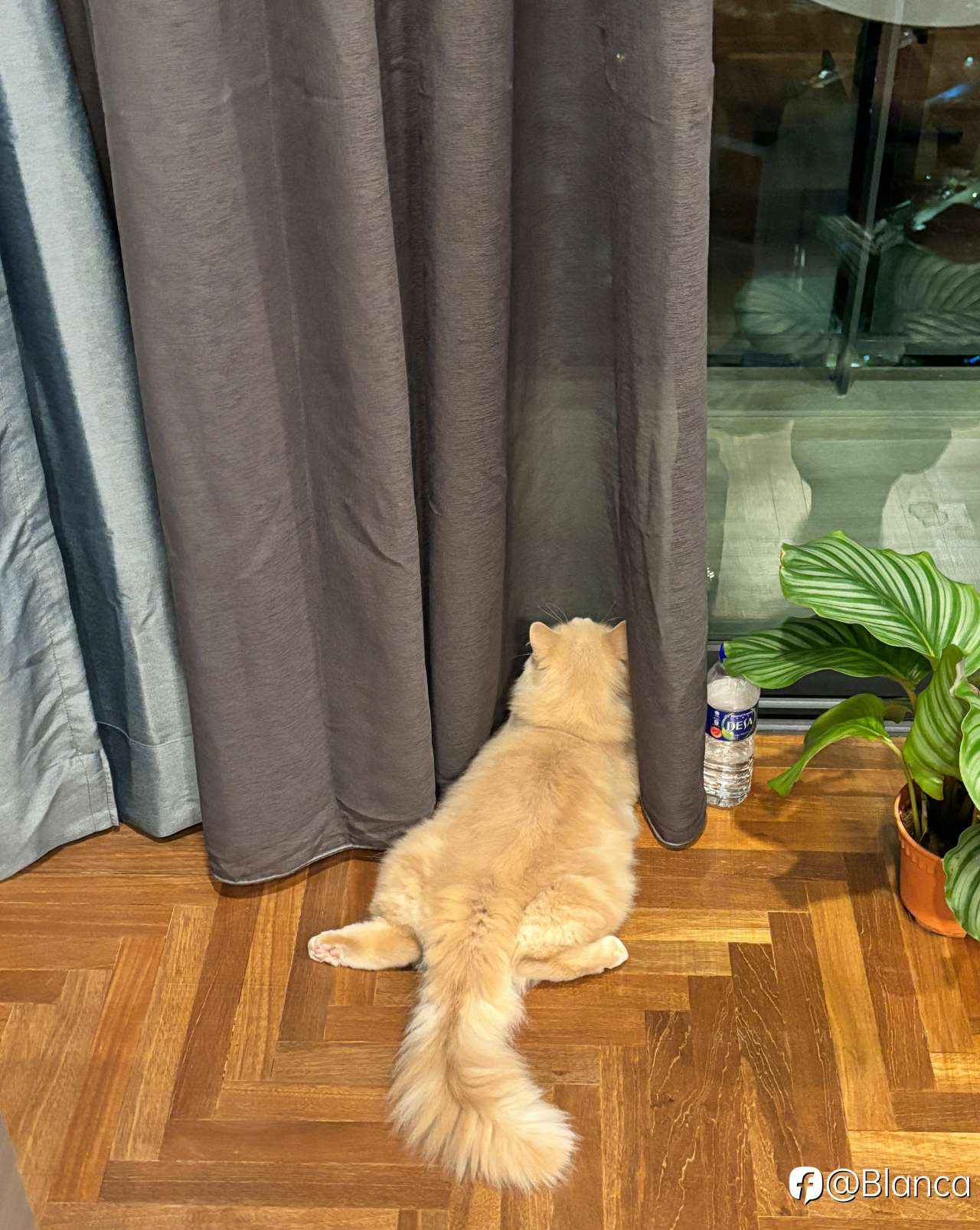 分享我的小猫咪TomTom