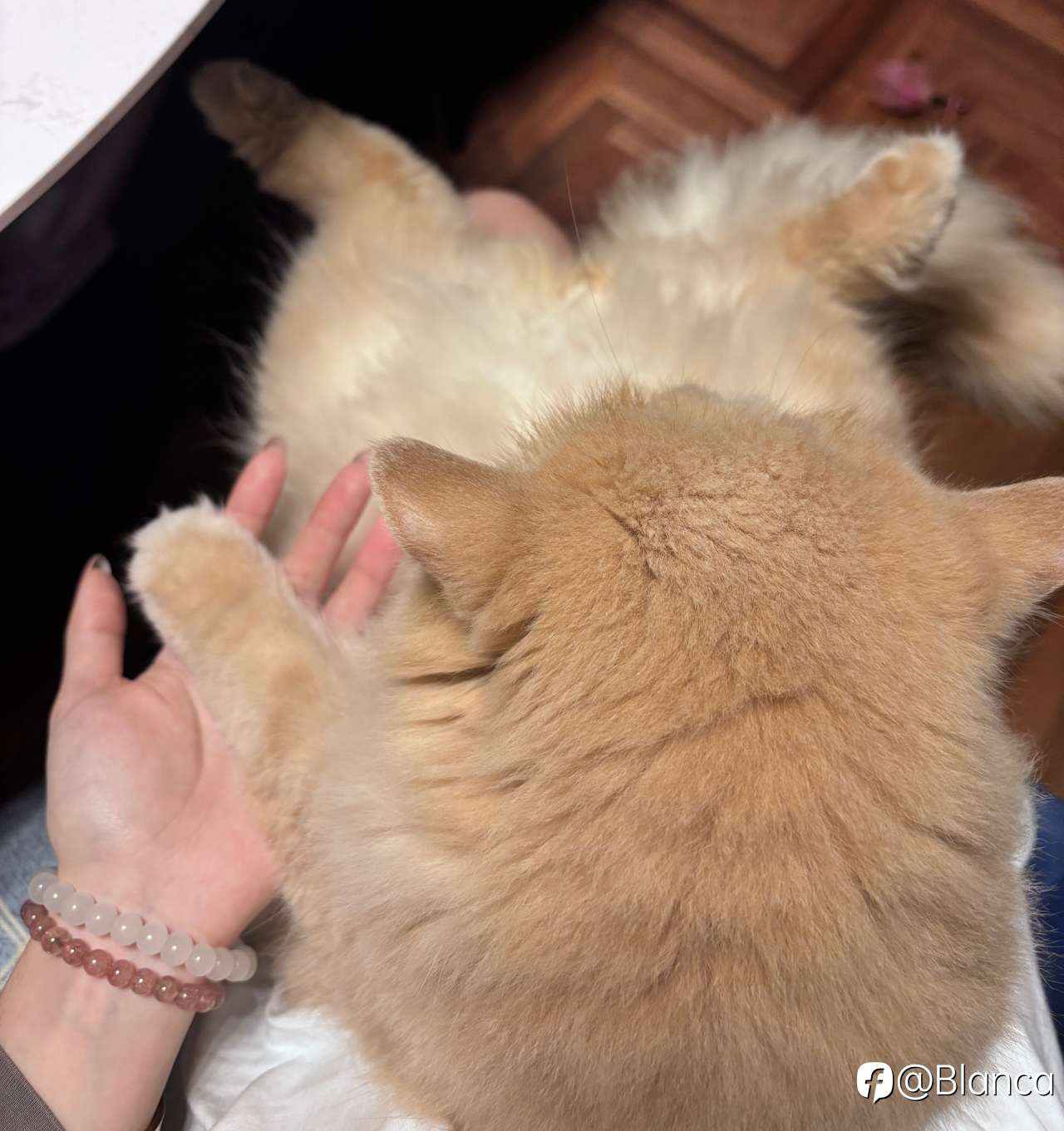 分享我的小猫咪TomTom