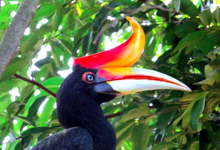 10 Burung Aneh yang Tampangnya Lebih Mirip Alien Ketimbang Hewan