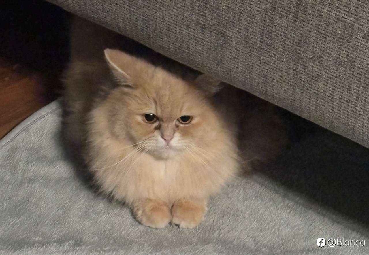 分享我的小猫咪TomTom