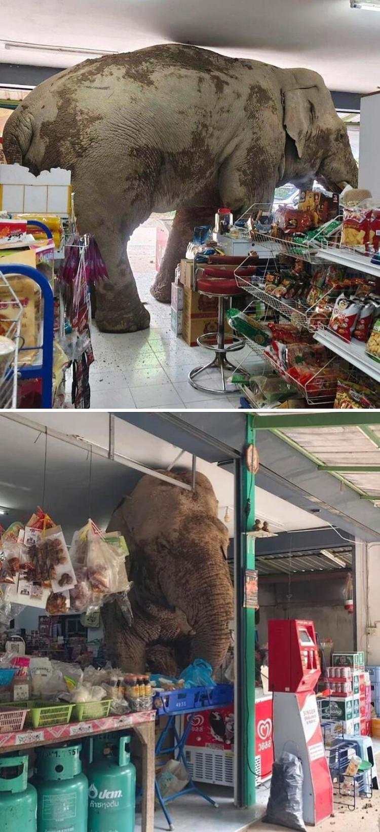 12 Foto Hewan Lucu dan Absurd yang Ada di Internet, Udah Lihat Belum?