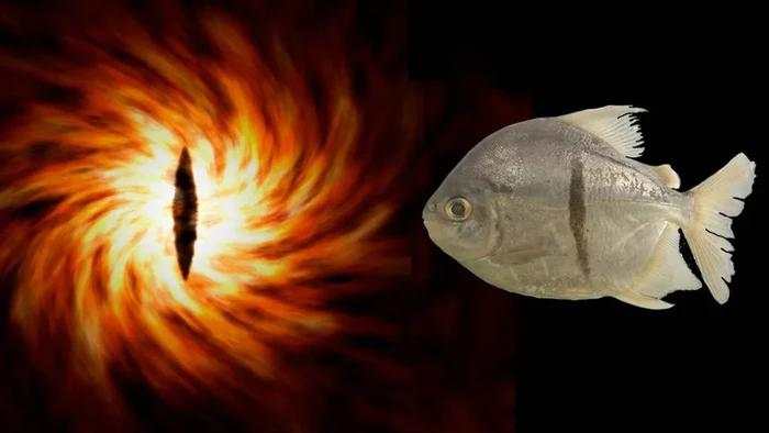 Ada Spesies Baru Piranha, Vegetarian dan Gigi Mirip Manusia