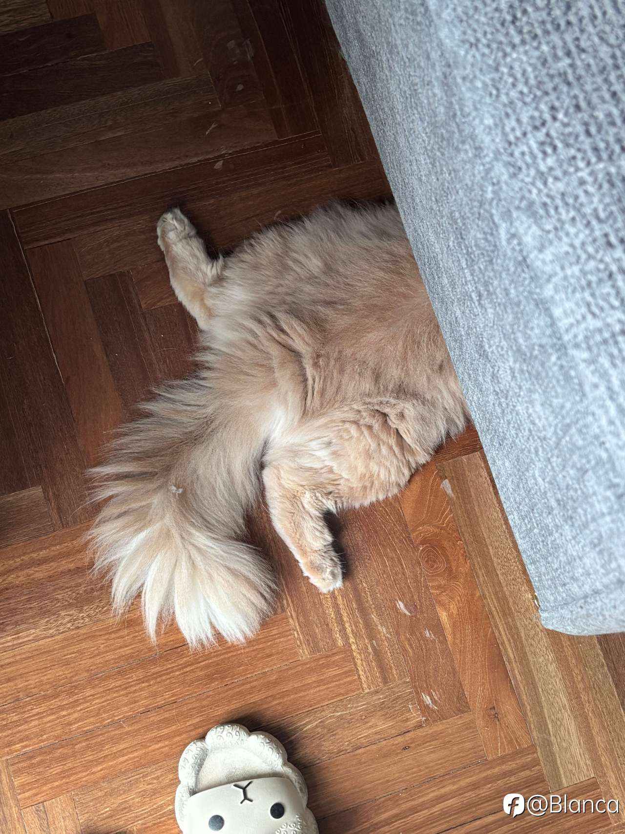 分享我的小猫咪TomTom