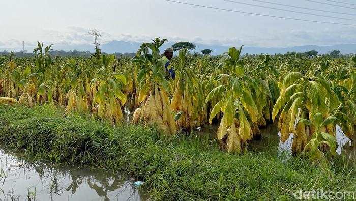 Industri Tembakau di Klaten Terancam Merosot