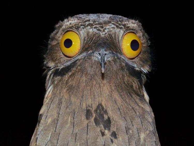 10 Burung Aneh yang Tampangnya Lebih Mirip Alien Ketimbang Hewan