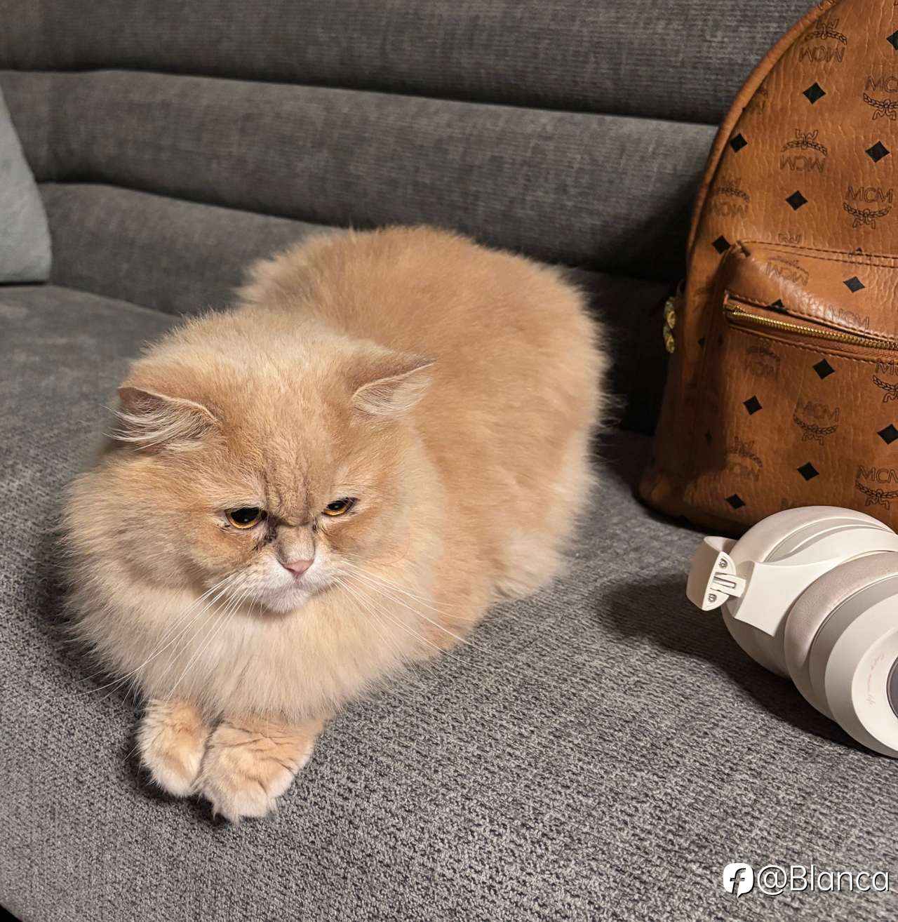分享我的小猫咪TomTom